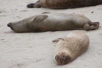 Fototapeta premium Sea Lions lounging on sand in the children's pool la jolla cove san diego california
