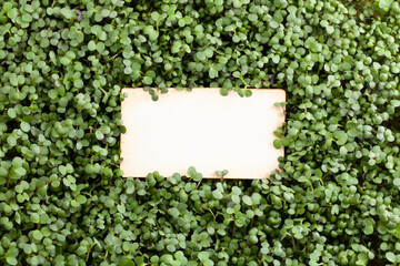 An empty piece of paper on a background of fresh microgreens