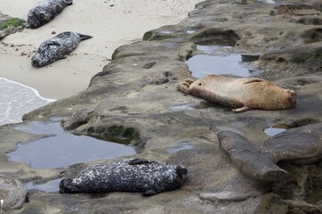 Sea Lions lounging on sand in the children's pool la jolla cove san diego california