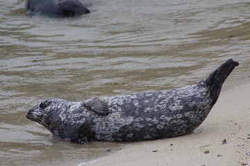 Obraz premium spotted Sea Lion laying in The Children's Pool La Jolla Cove San diego California