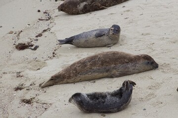 Sea Lions lounging on sand in the children's pool la jolla cove san diego california