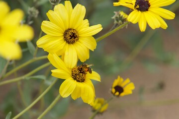 close up of bee pollinating yellow california brittlebush flower