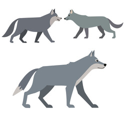 wolf vector illustration