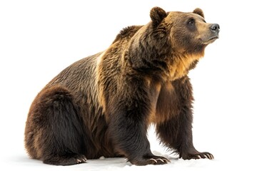 Fototapeta premium Hyper-Realistic Brown Bear Sitting on White Background – Detailed Wildlife Portrait