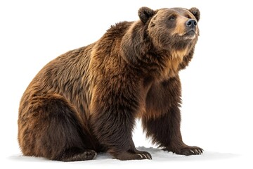 Fototapeta premium Hyper-Realistic Brown Bear Sitting on White Background – Detailed Wildlife Portrait