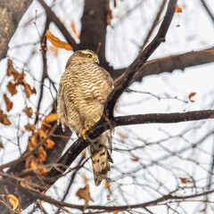 A Eurasian sparrowhawk perched on a branch of a tree outdoors.