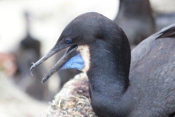 Black and blue eyed and throated cormorant bird close up in la jolla cove san diego california