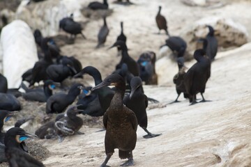 Fototapeta premium huge flock of Black and blue cormorant birds walking along coastline in la jolla cove san diego california