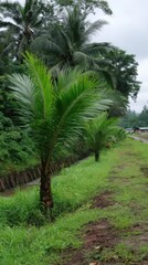 Obraz premium Tropical Landscape with Young Palm Trees along Lush Green Canal Side Scenery Rural scene Overcast Day
