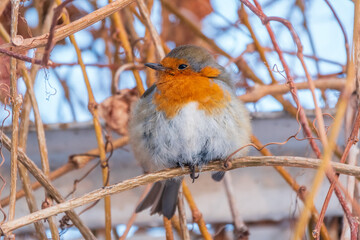 Cute bird the European Robin, Erithacus rubecula. sitting on the tree branch in winter.