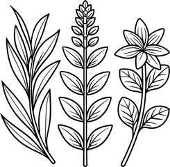 Hand Drawn Herb Illustration ? Black and White Line Art