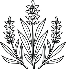Hand Drawn Herb Illustration ? Black and White Line Art