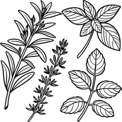 Hand Drawn Herb Illustration ? Black and White Line Art