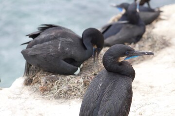 Black blue eyed cormorants in la jolla cove san diego california