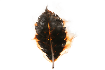 burning leaf with  isolated on white background PNG