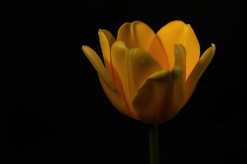 Flickering candlelight casts warm glow on single yellow tulip against black, beauty, dramatic, nature