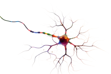 Colorful neuron showing dendrites and axon terminals on transparent background PNG