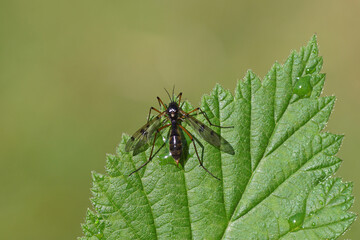 Female phantom crane fly, Ptychoptera contaminata. Family: Ptychopteridae. On a leaf. Spring, April, Netherlands. 