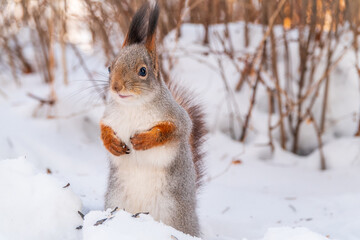 Portrait of a squirrel in winter on white snow background