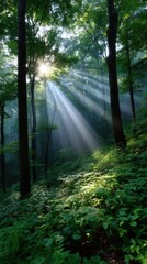 Obraz premium Sunbeams filter through trees in lush forest illuminating foliage and a misty atmosphere creating a sense of tranquility and natural beauty