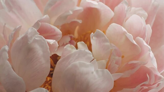 close up of peony flower opening, timelapse