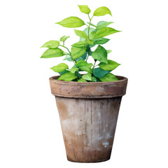 Fototapeta premium Lush Green Plant in Rustic Clay Pot for Home Decor and Natural Interior Design Inspiration, isolated on transparent background.