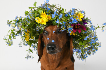 Dachshund dog with a wreath on his head