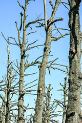 Fototapeta premium arbre taillé printemps climat environnement