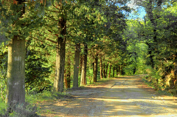 Ancient Roman road near, Greve, Italy