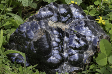 Botryoidal hematite mineral with characteristic metallic luster and dark bluish-black color, captured in natural environment. Perfect for educational, scientific