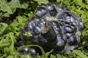 hematite mineral with characteristic metallic luster and dark bluish-black color, captured in natural environment. Perfect for educational, scientific, or geological-themed microstock illustrations 