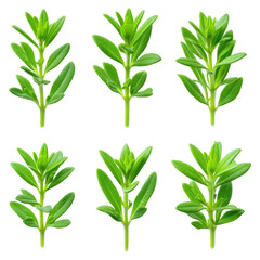 Fototapeta premium Fresh Green Leaves Collection with Varied Shapes and Textures Isolated on White Background, isolated on transparent background.