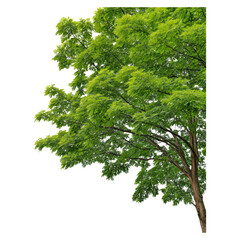 Lush Green Foliage Displaying Vibrant Leaves in Natural Environment for Nature and Springtime Themes, isolated on transparent background.