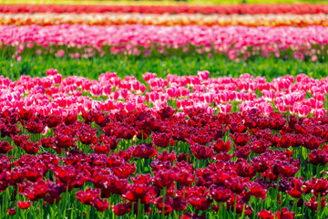 Selective focus of red, pink and multicolour flowers on the fields in countryside farm, Tulips are...