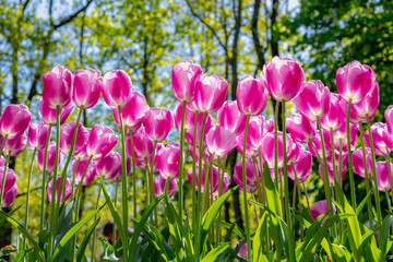 Selective focus of purple pink flowers with green leaves in garden, Tulips from a genus of spring-blooming perennial herbaceous bulbiferous geophytes, Natural background, Tulip festival in Netherlands