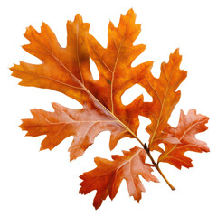 Vibrant orange autumn leaves isolated on a white background showcasing seasonal beauty and nature's art, isolated on transparent background.