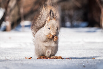 The squirrel in winter sits on white snow.