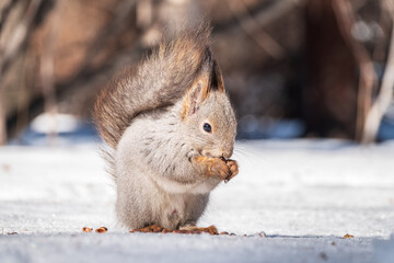 The squirrel in winter sits on white snow.