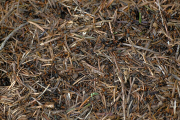 many ants close-up. A huge army of ants is building an ant hill 