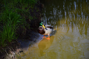 Male mallard duck stands at the edge of a calm pond, its reflection visible in the gently rippling water. Surrounded by lush green grass and natural shoreline, the duck showcases its colorful plumage.