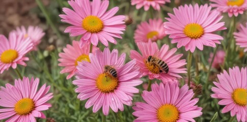 A bee pollinating pink daisies in bright sunlight , insects, field