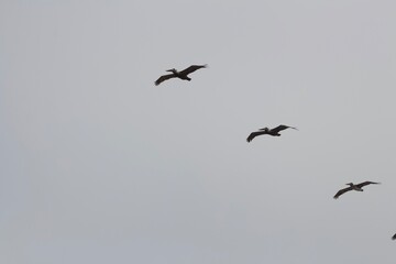Line of birds flying in synchronicity in a formation in the sky in San Diego