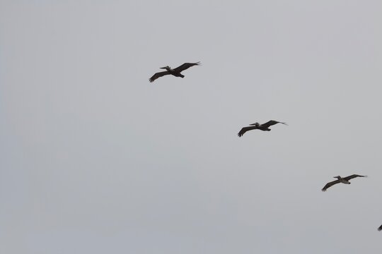 Line of birds flying in synchronicity in a formation in the sky in San Diego