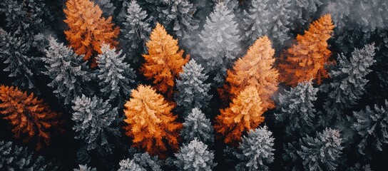 Aerial view of autumn forest with orange and gray trees.