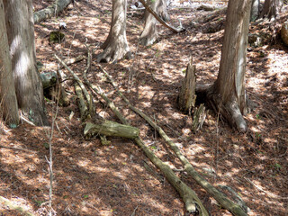 tree branches on the forest floor