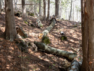 Broken logs in the forest from a fallen tree