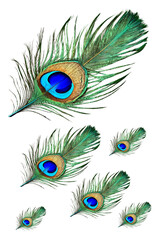 Obraz premium peacock feather collection