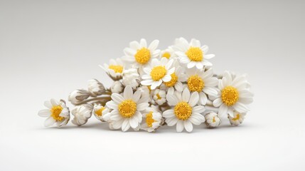 Close-Up View of a Small Cluster of Fresh White Chamomile Flowers Arrangement in Nature