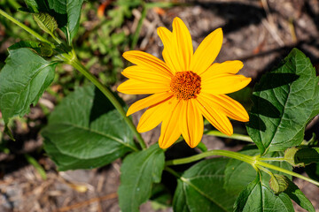 Helianthus tuberosus ornamental edible plant in bloom, yellow flowering flowers and green leaves