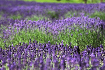 Obraz premium field of lavender